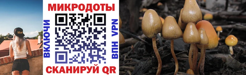 закладки  Петухово  Псилоцибиновые грибы Cubensis 